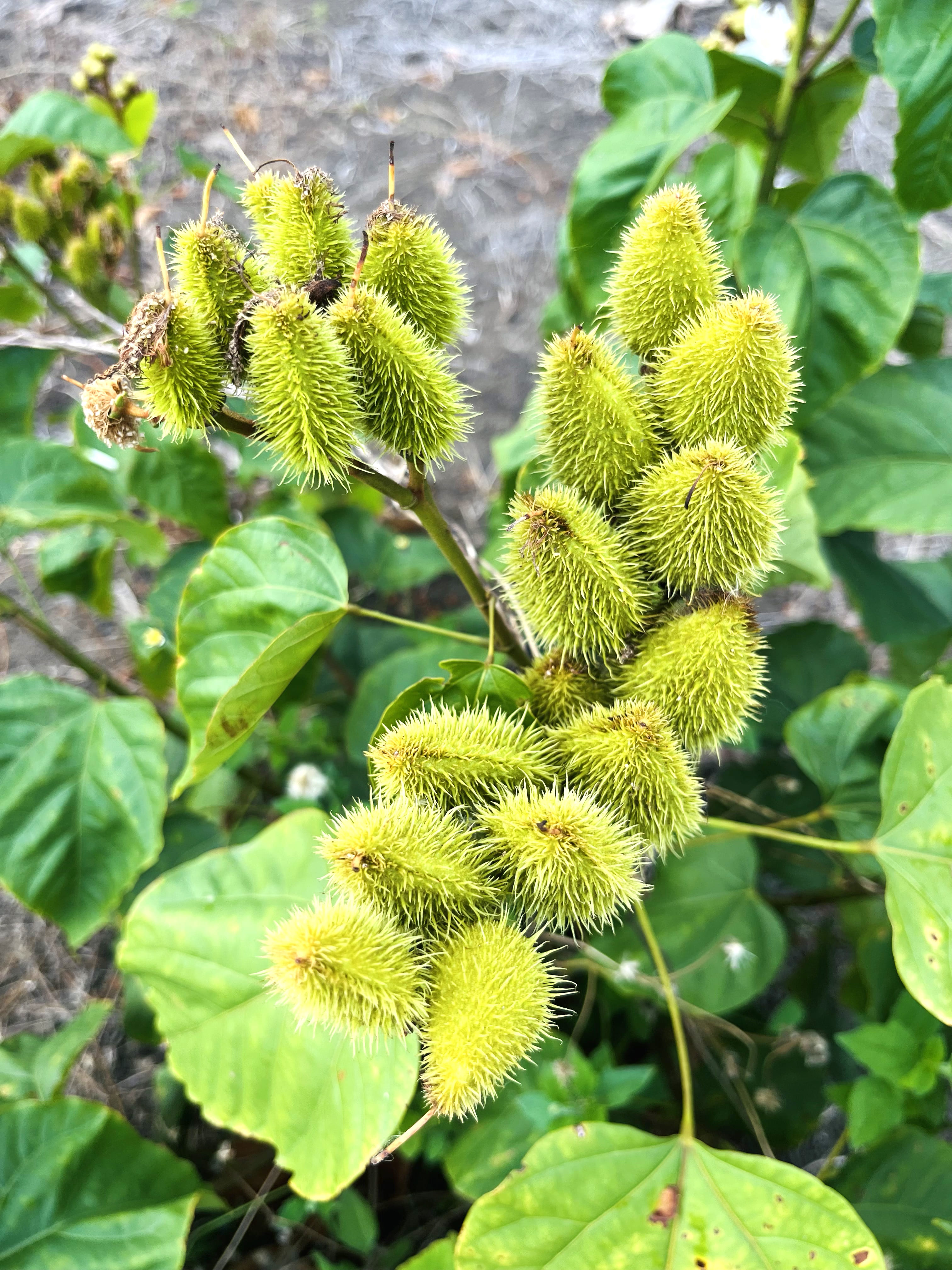 Semillas de achiote