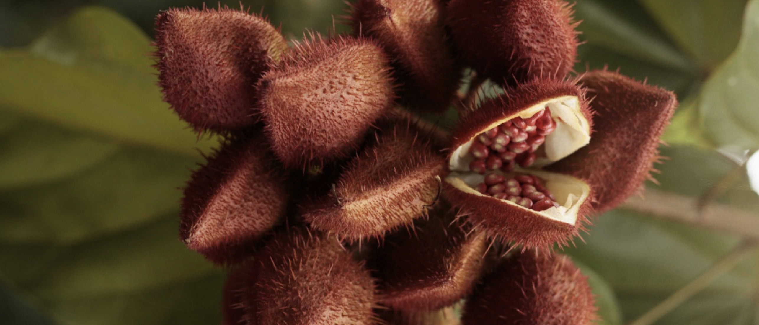 Gajo de achiote